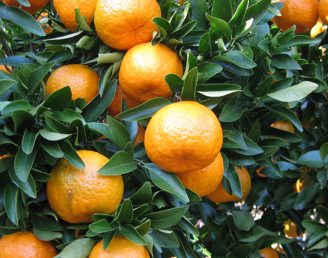 プレミアポンカン3L・2L 2kg箱入り